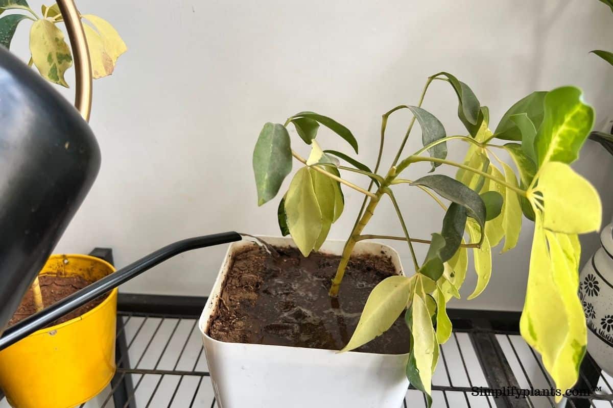 How Much Water Does A Schefflera Plant Need? (Watering Guide