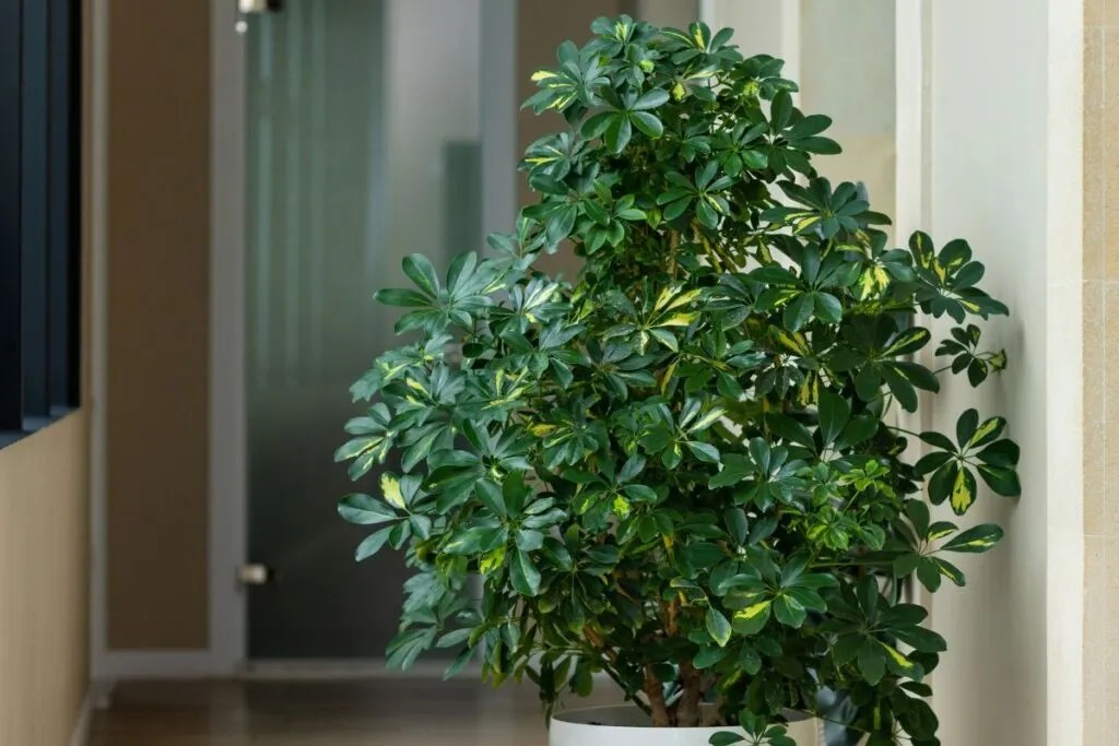 9 Reasons Why Your Umbrella Plant Has White Spots » Simplify Plants