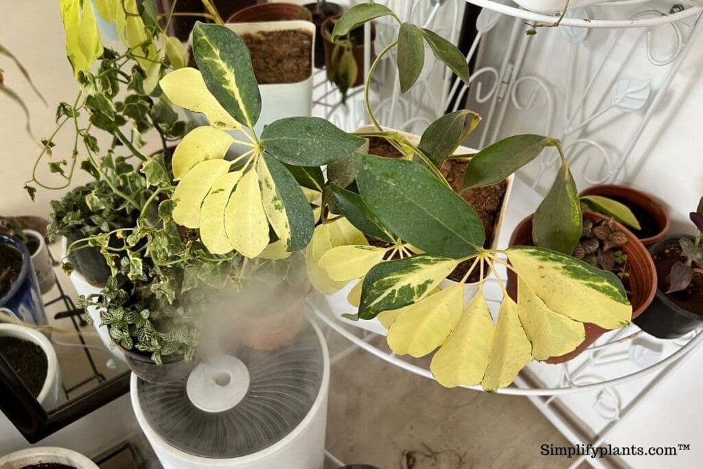 Why Is My Schefflera Turning Black? (Causes+Fix) » Simplify Plants