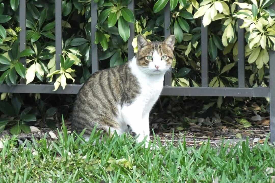 Can I Put My Schefflera Outside? (+How To) » Simplify Plants