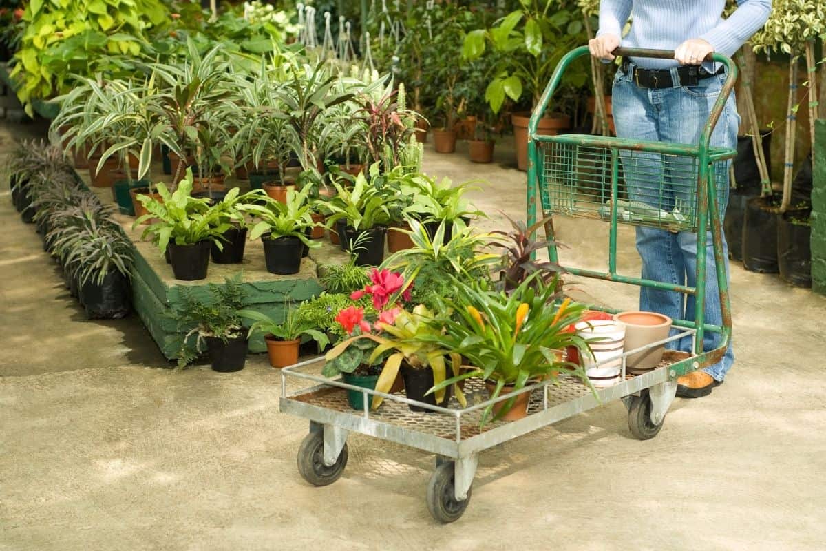 Buying Plants From Home Depot Vs Nursery » Simplify Plants