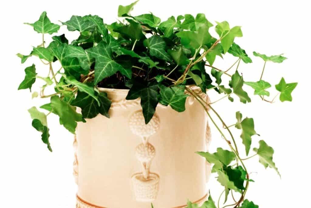 Is English Ivy Poisonous To Pets? (Signs, What To Do) » Simplify Plants