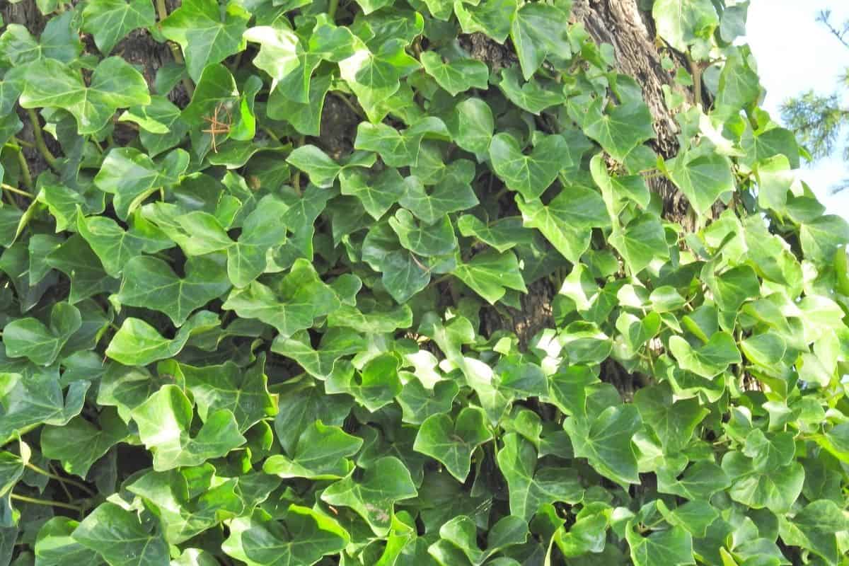 Can English Ivy Grow Outdoors? (7 Crucial Factors To Consider