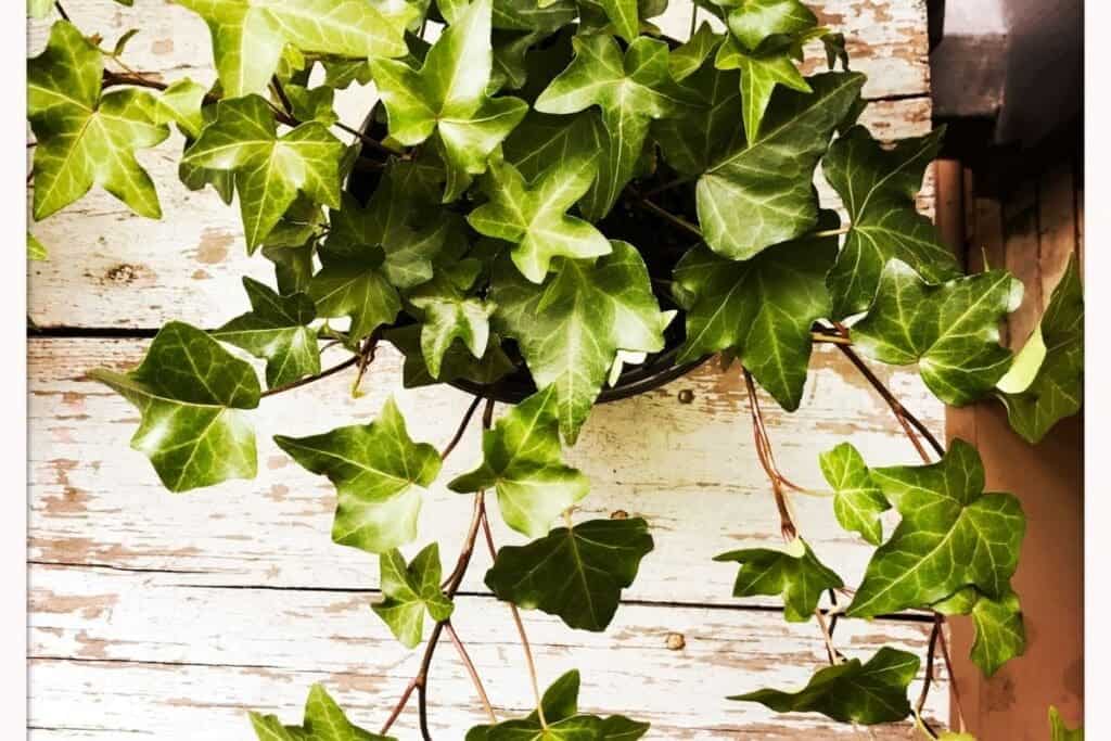 How To Propagate English Ivy? (Soil+Water Propagation Guide) » Simplify