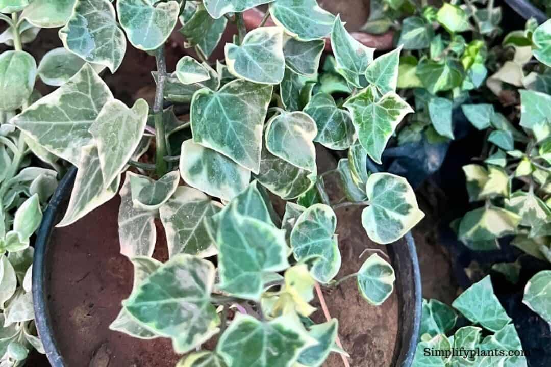 What Kind Of Soil Does English Ivy Like? (+Best Soil Mix) » Simplify Plants