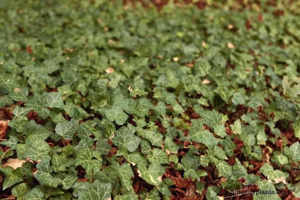 Does English Ivy Like To Be Root Bound? (When+How To Fix) » Simplify Plants