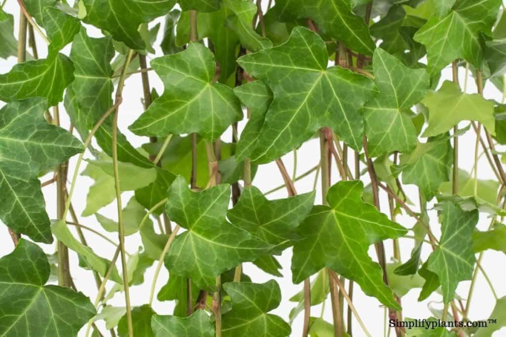 Tips For Growing Ivy Outdoors at Stephen Lujan blog
