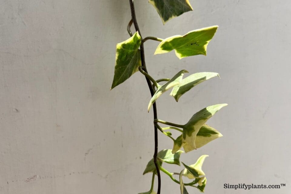 How Often To Water English Ivy? (Ivy Watering Guide) » Simplify Plants