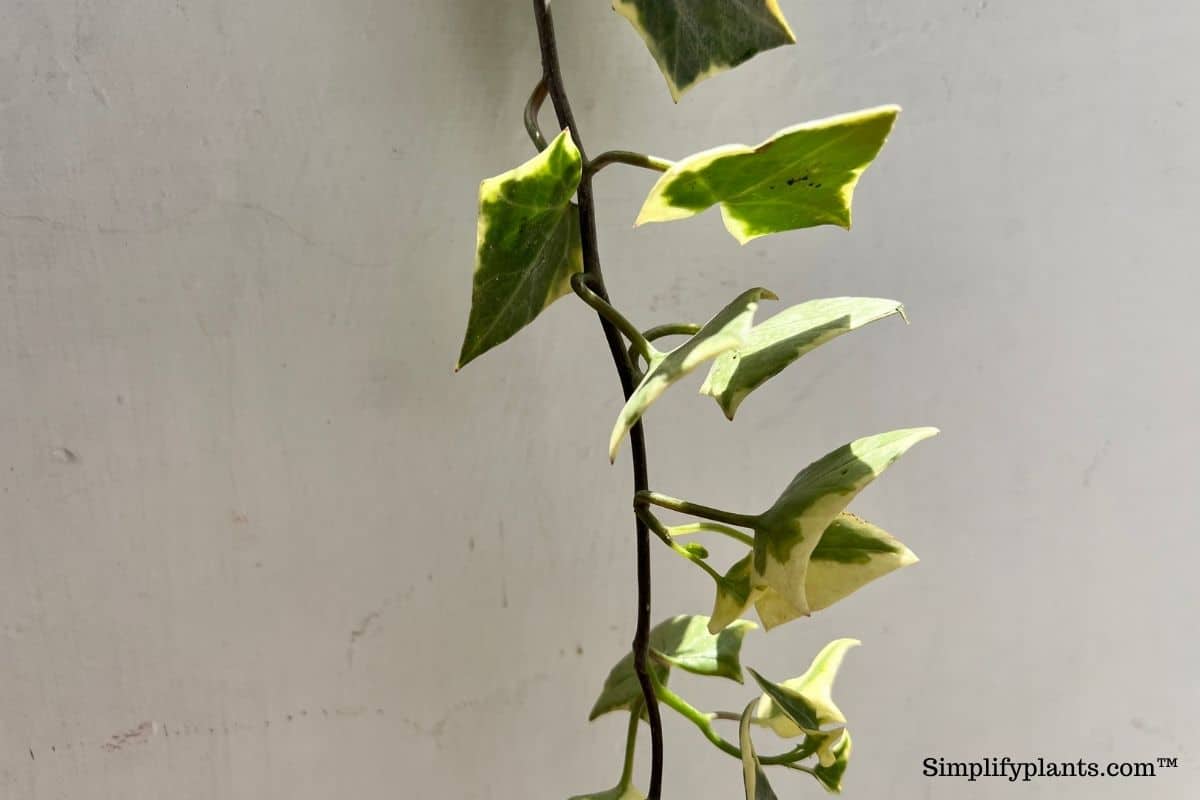 Why Is My English Ivy Drooping? (9 Causes+Fix) » Simplify Plants