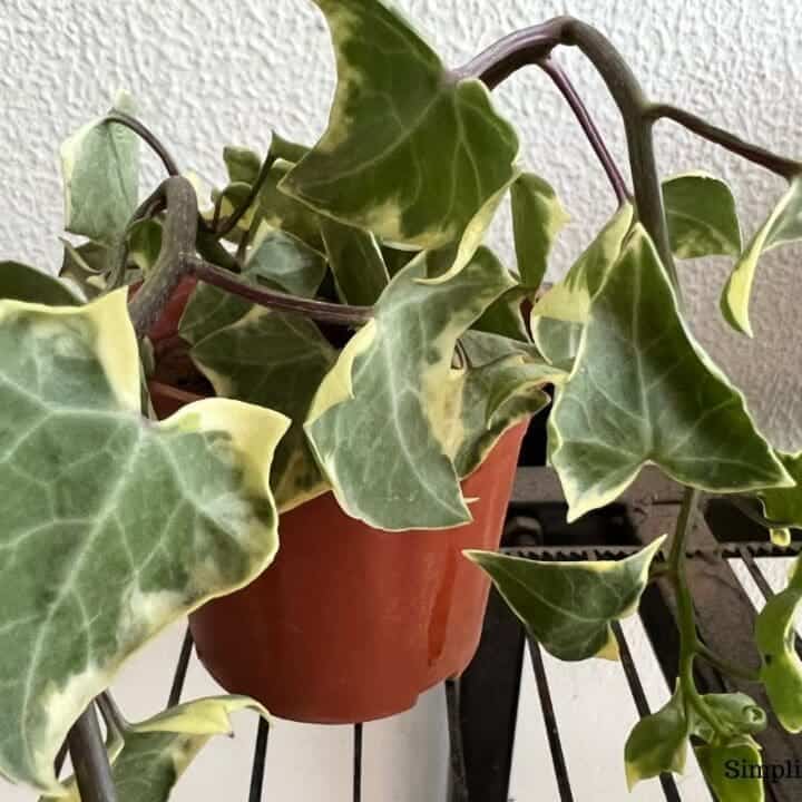 Why Is My English Ivy Drooping? (9 Causes+Fix) Simplify Plants