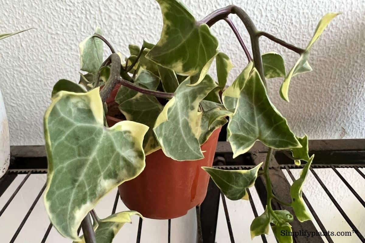 How To Repot English Ivy? (A StepbyStep Guide) » Simplify Plants