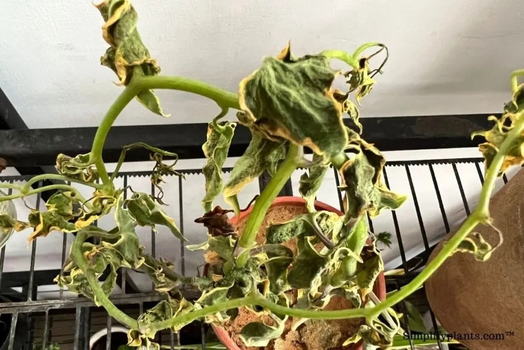 Why Is My English Ivy Drying Up? (7 Causes+How To Fix) » Simplify Plants