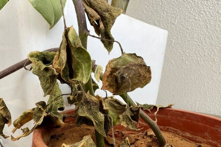 How To Save Overwatered English Ivy? (Signs, Causes+Fix) » Simplify Plants