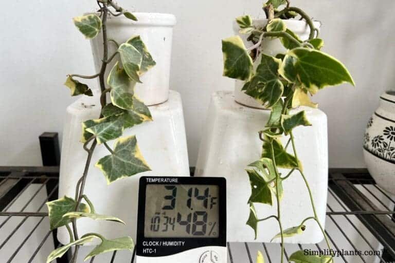 English Ivy Winter Care Light, Watering, Fertilizing & More » Simplify