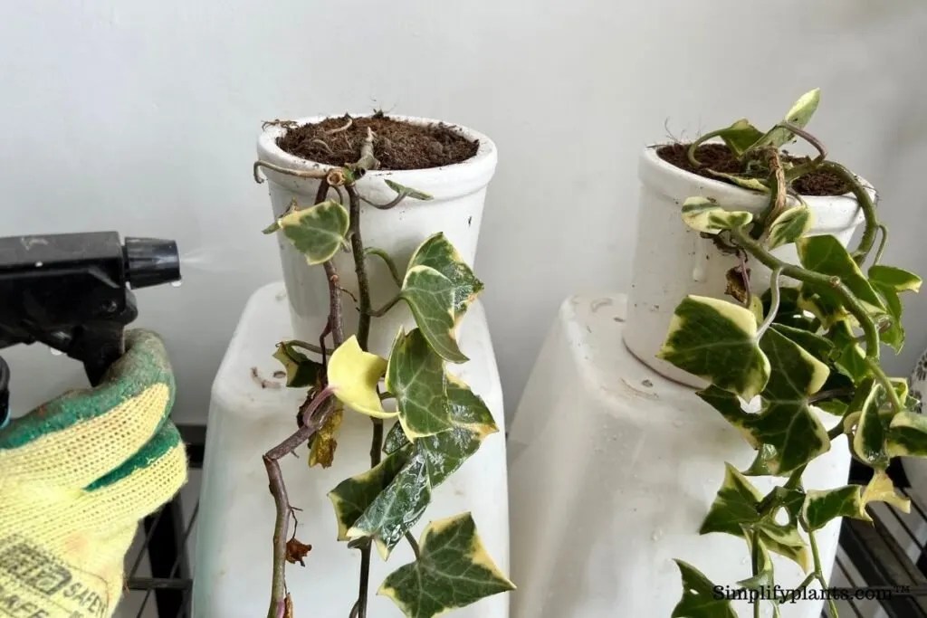 Why Is My English Ivy Drying Up? (7 Causes+How To Fix) » Simplify Plants