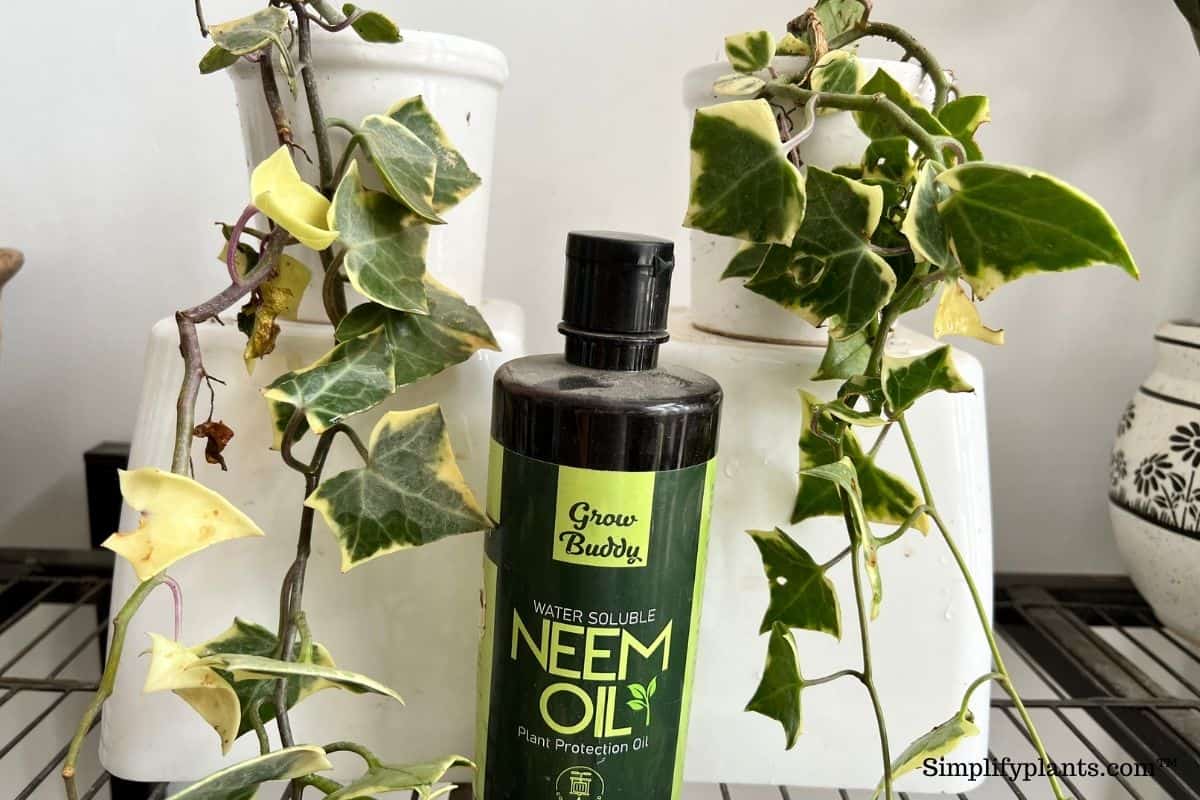 Why Is My English Ivy Sticky? (Causes+How To Fix) » Simplify Plants