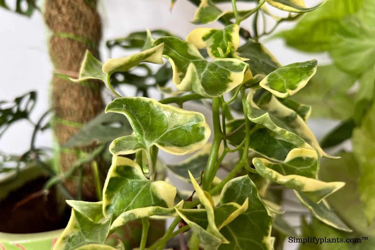 Why Is My English Ivy Sticky? (Causes+How To Fix) » Simplify Plants