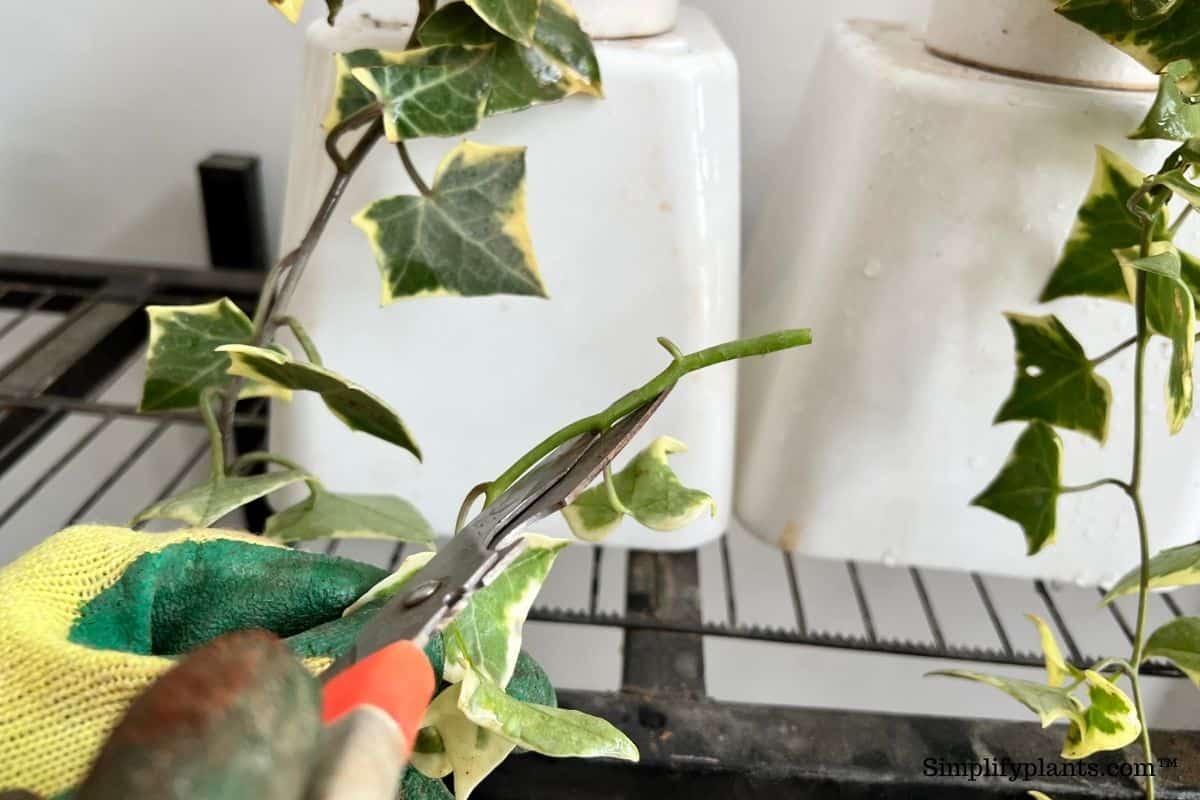 Can English Ivy Grow In Water? (+How To?) » Simplify Plants