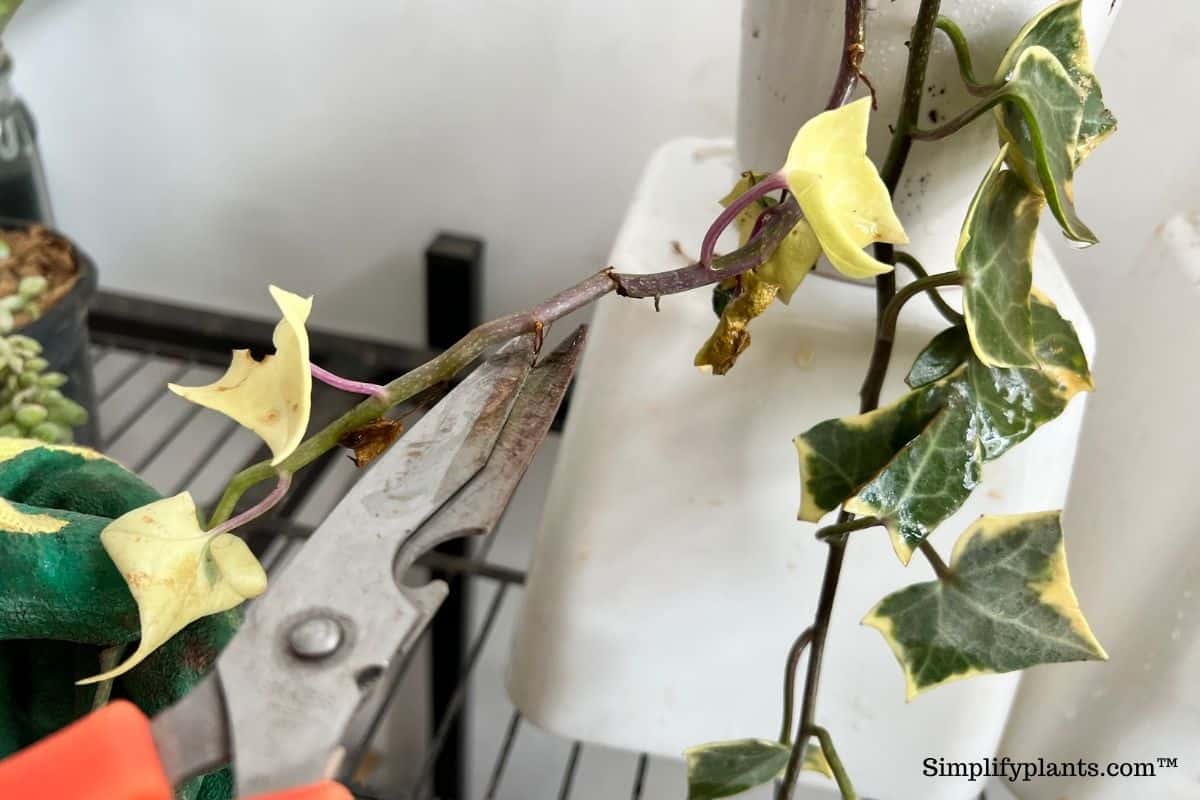 How To Prune English Ivy? (Best Time+Tips To Follow) » Simplify Plants