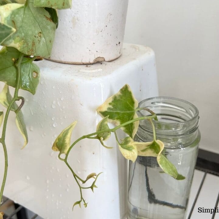 Can English Ivy Grow In Water? (+How To?) Simplify Plants