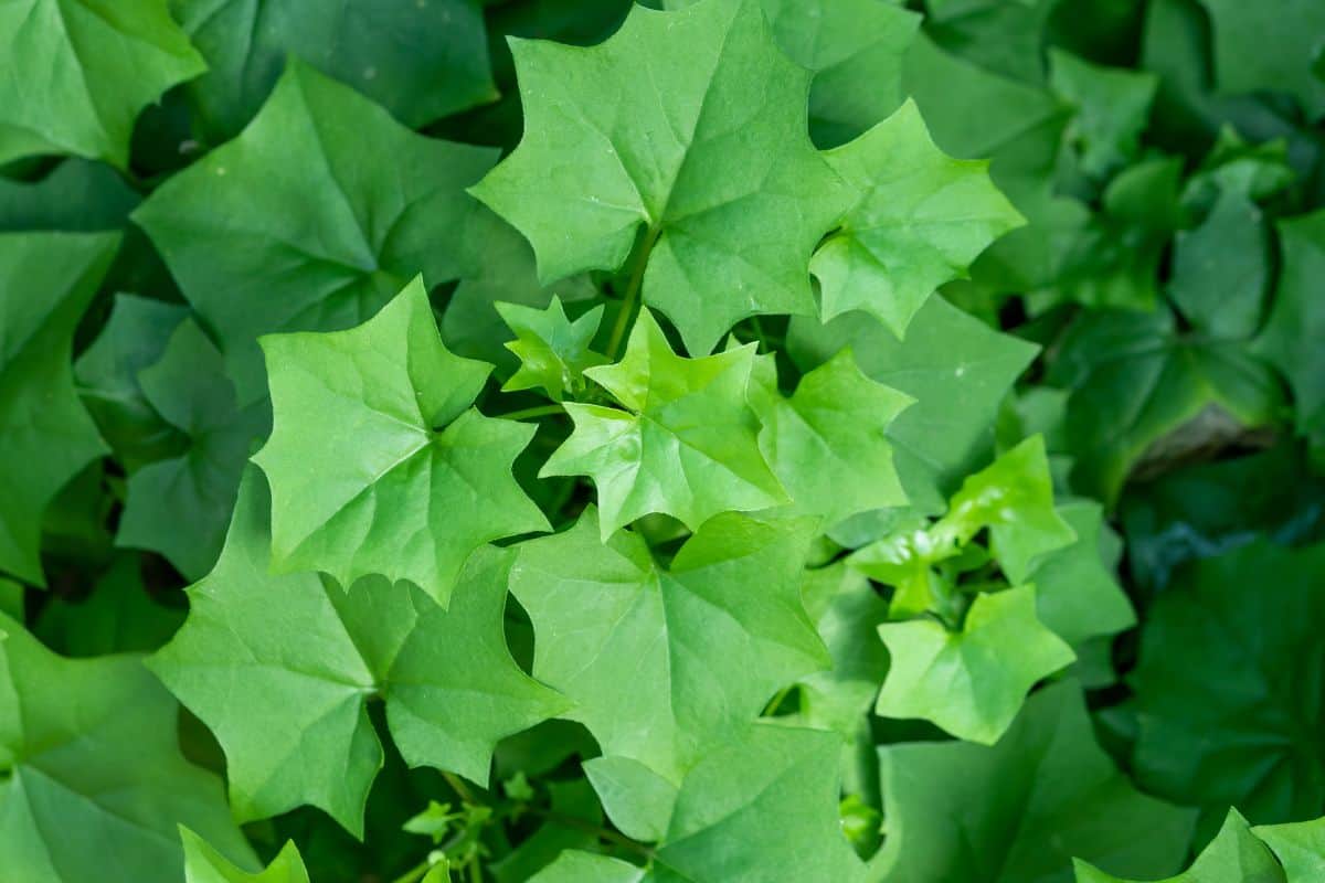 12 Plants That Look Like English Ivy(+Basic Care) » Simplify Plants