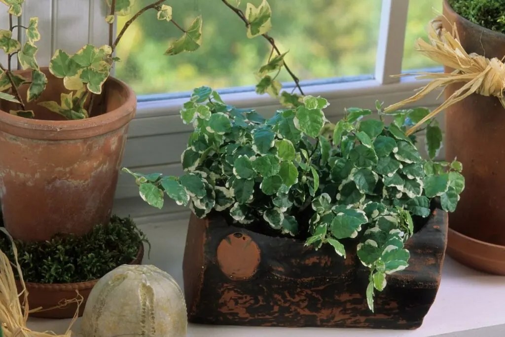 12 Plants That Look Like English Ivy(+Basic Care) » Simplify Plants