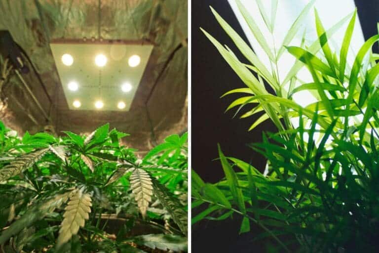 LED Vs. Fluorescent Grow Lights (Pros & Cons+Best Picks) » Simplify Plants