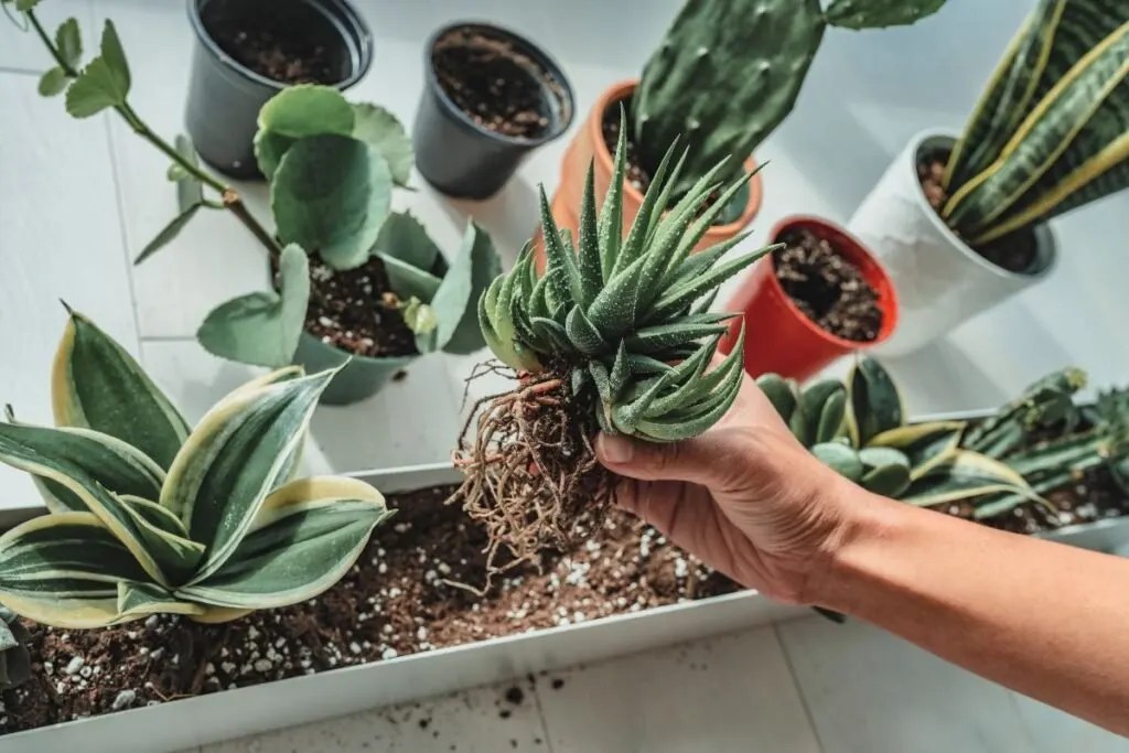 What Kind Of Soil Do Cactus Need? (+Ideal Soil Mix) » Simplify Plants