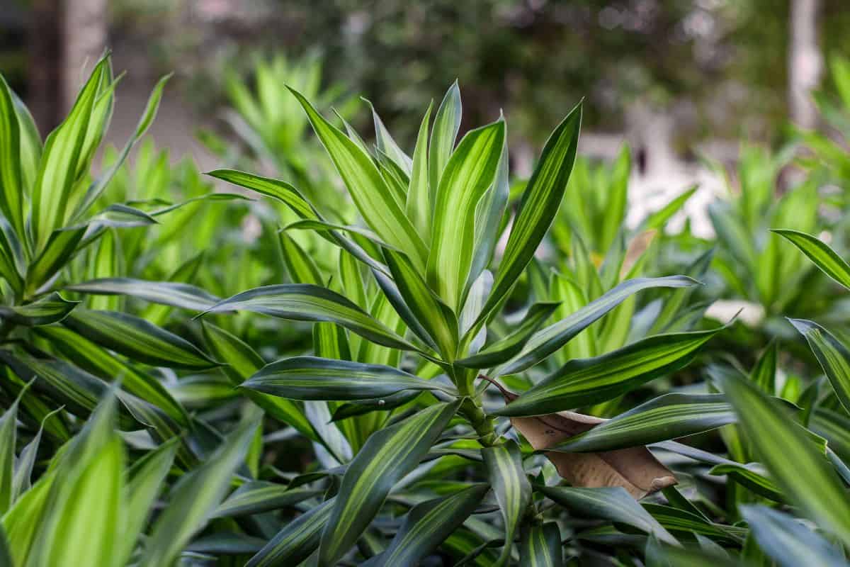 6 Large Indoor Plants For NorthFacing Window » Simplify Plants