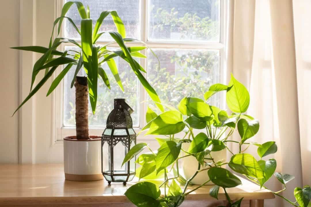 13 Large Indoor Plants For West Facing Window » Simplify Plants