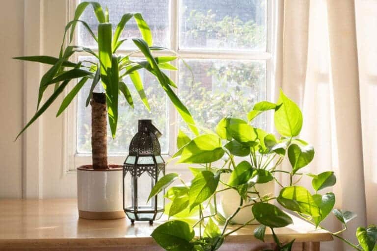 13 Large Indoor Plants For West Facing Window » Simplify Plants