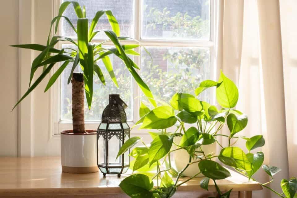 13 Large Indoor Plants For West Facing Window » Simplify Plants