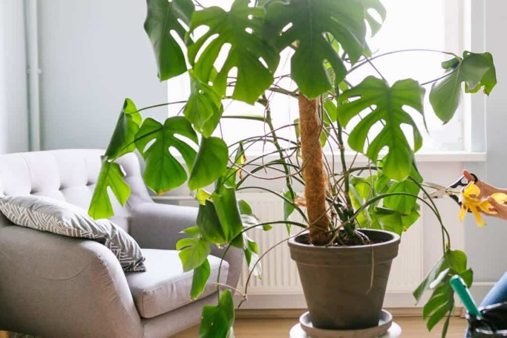 Do Monstera Like To Be Misted? (Monstera Humidity Requirement+Tips