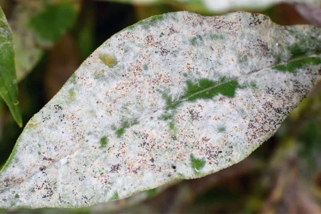 9 Common Houseplant Diseases Signs, Identification, & Treatment