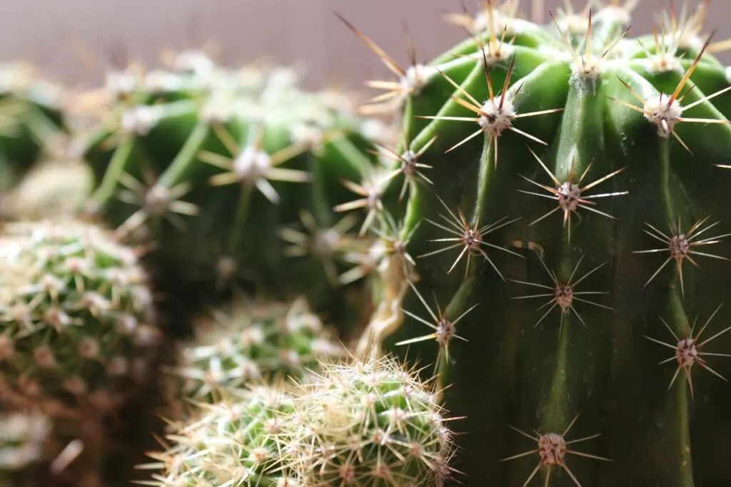 Why Do Cacti Have Spines Instead Of Leaves? » Simplify Plants