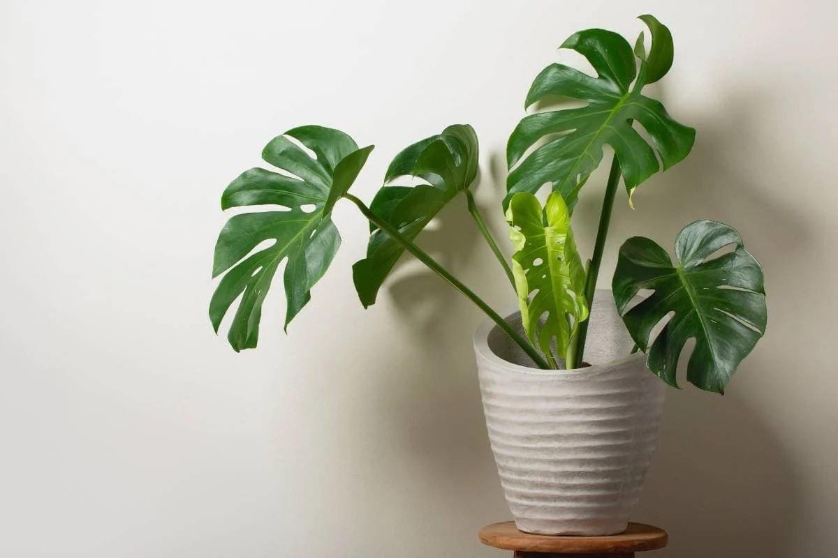 Do Monstera Like To Be Misted? (Monstera Humidity Requirement+Tips