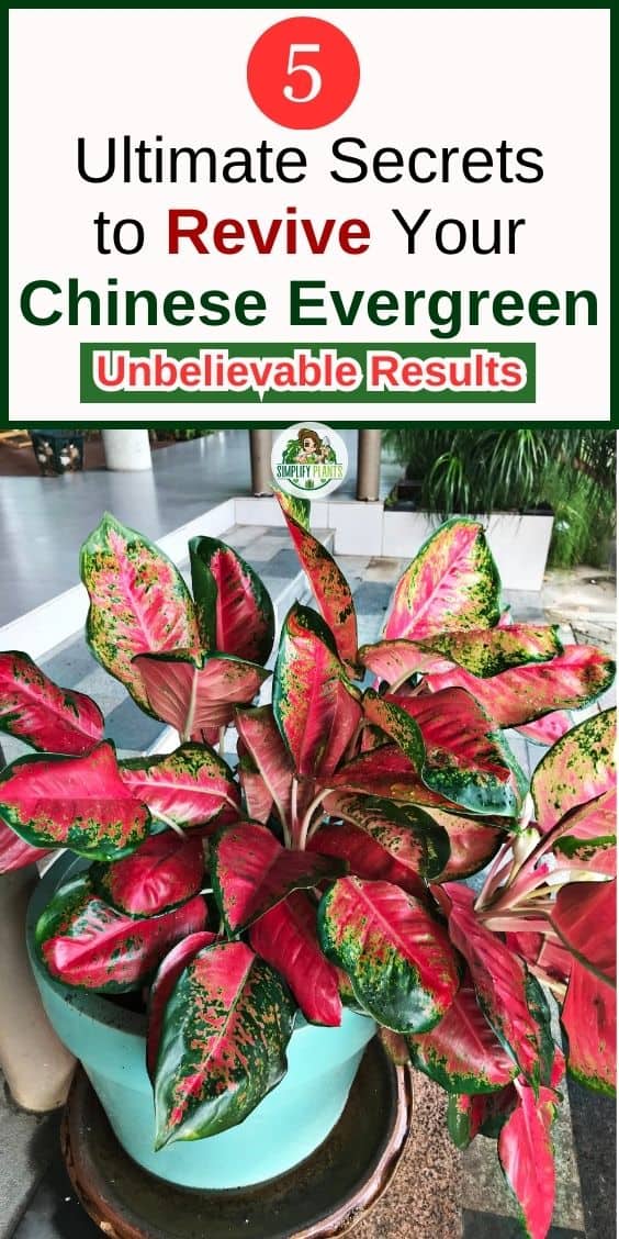 How Do You Revive A Chinese Evergreen Plant? (Possible Problems+Fix