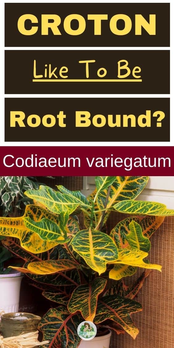 Does Croton Like To Be Root Bound? (+When To Repot) » Simplify Plants