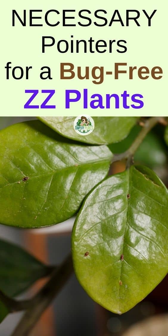 Do ZZ Plants Get Bugs? Bugs+How To Get Rid) » Simplify Plants