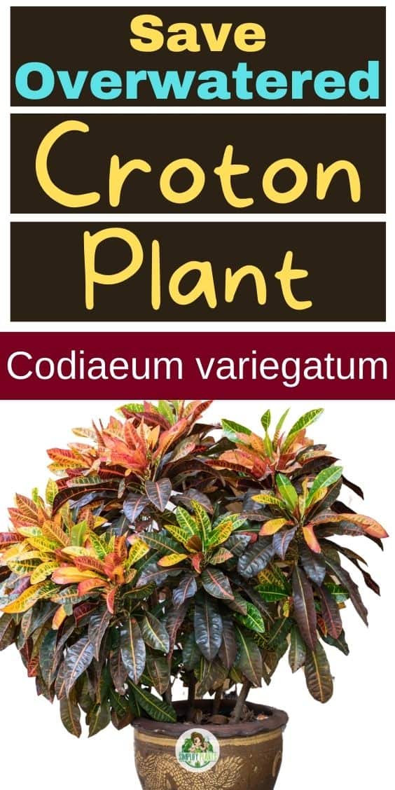 How To Save Overwatered Croton Plant? (Signs, Problems & Solution