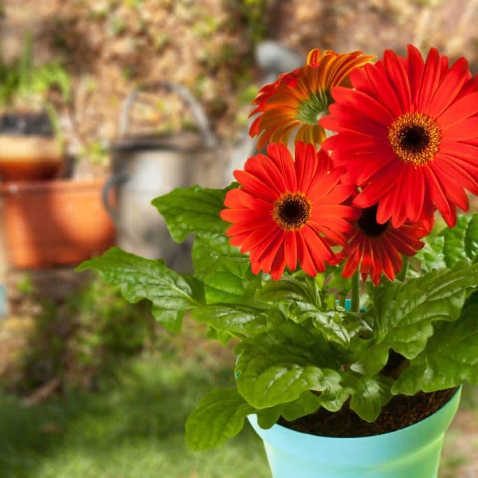 15 Best Houseplants For Allergies Breathe Easier At Home » Simplify Plants