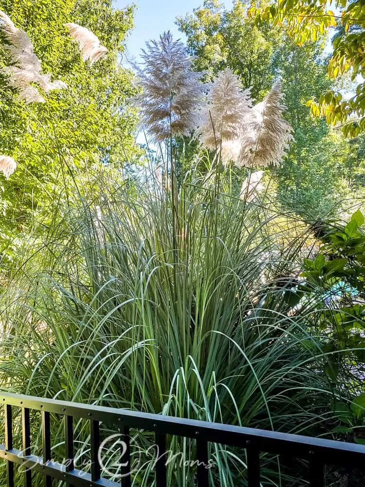 How to Dry Pampas Grass in 3 Easy Steps Simply2moms