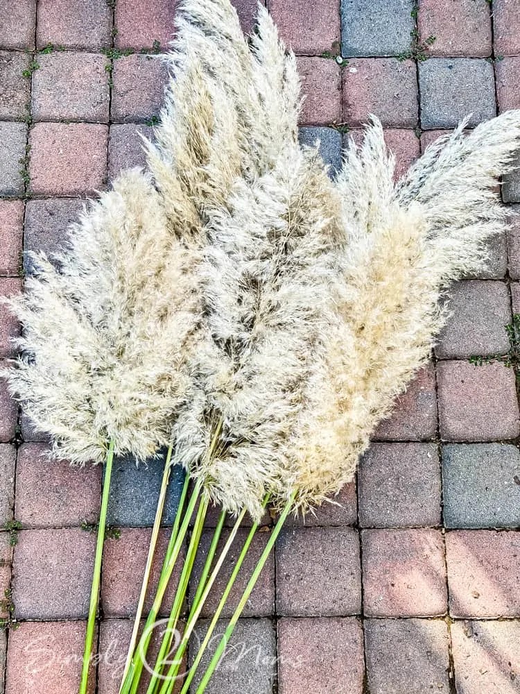 How to Dry Pampas Grass in 3 Easy Steps Simply2moms