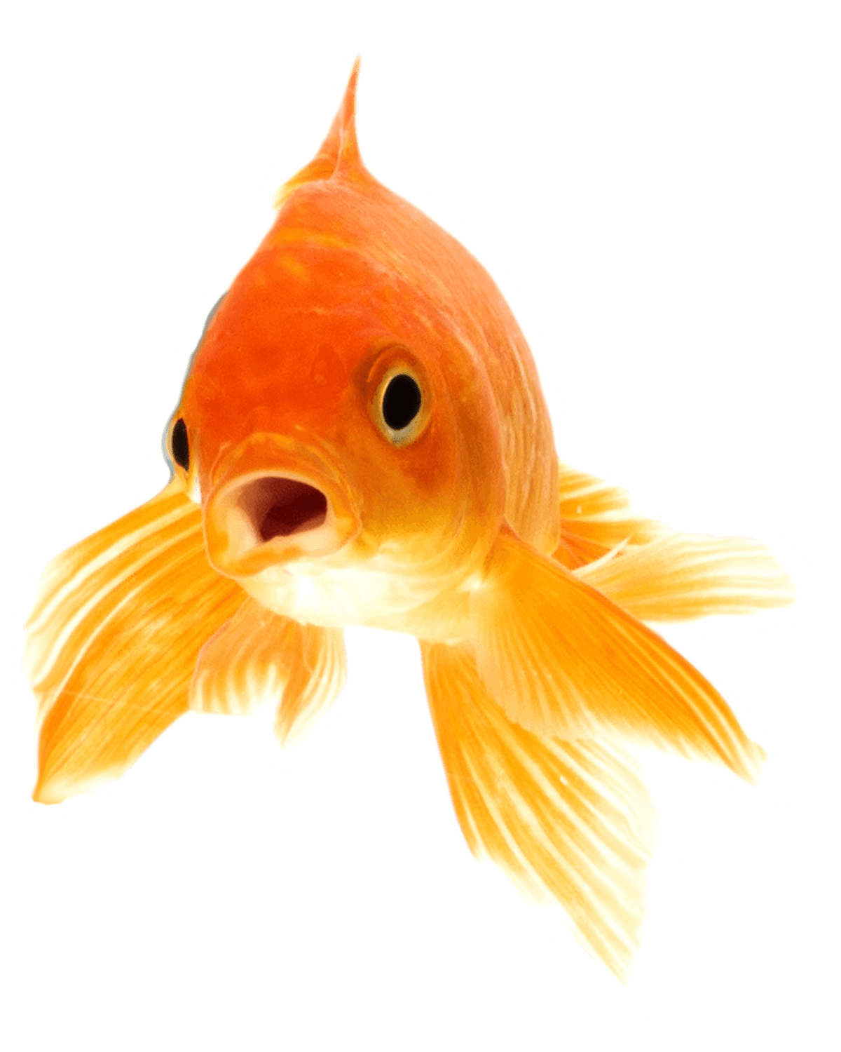 Best Substrate For Shrimp In 2023 Top 5 For Caridina & Neos