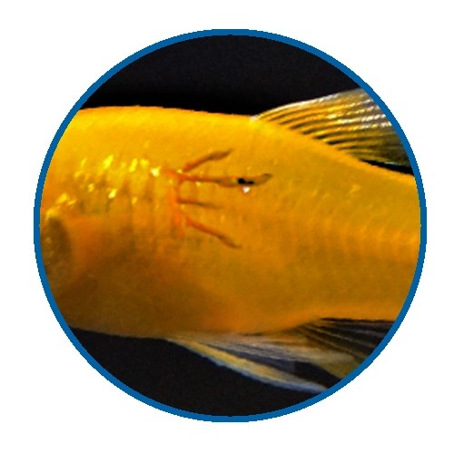 23 Common Aquarium Fish Diseases With Pictures