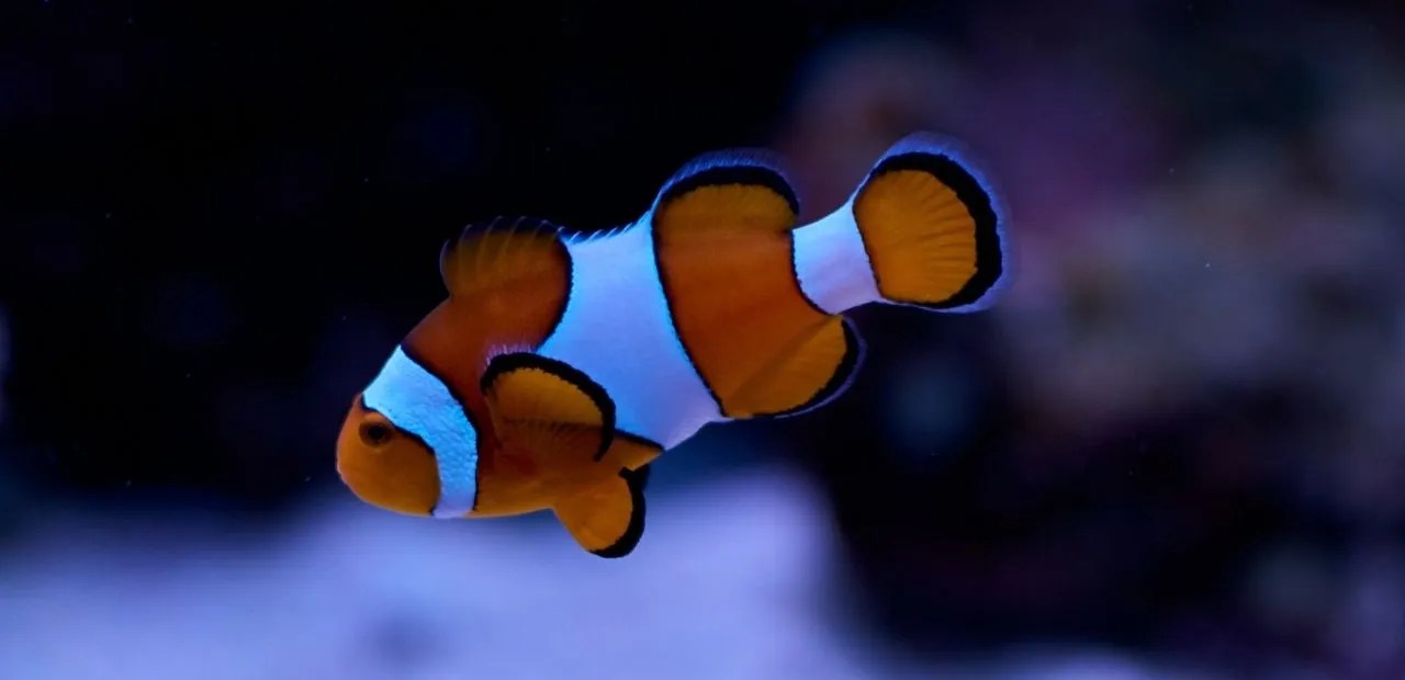 Best Filter Media For Reef Tank Setups In 2023 All Filters