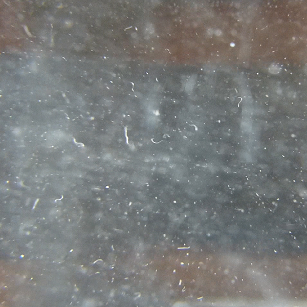 Live Culture Vinegar Eels Simply Betta