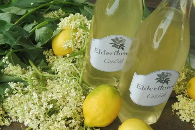 Heavenly Elderflower cordial to add floral touch to any refreshing drink