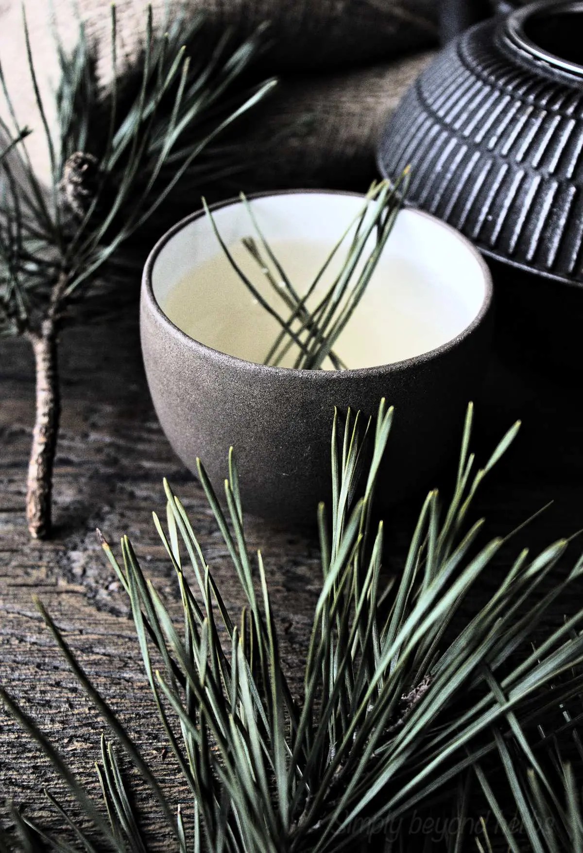 How to make Pine needle Tea and why is it good for you SimplyBeyondHerbs