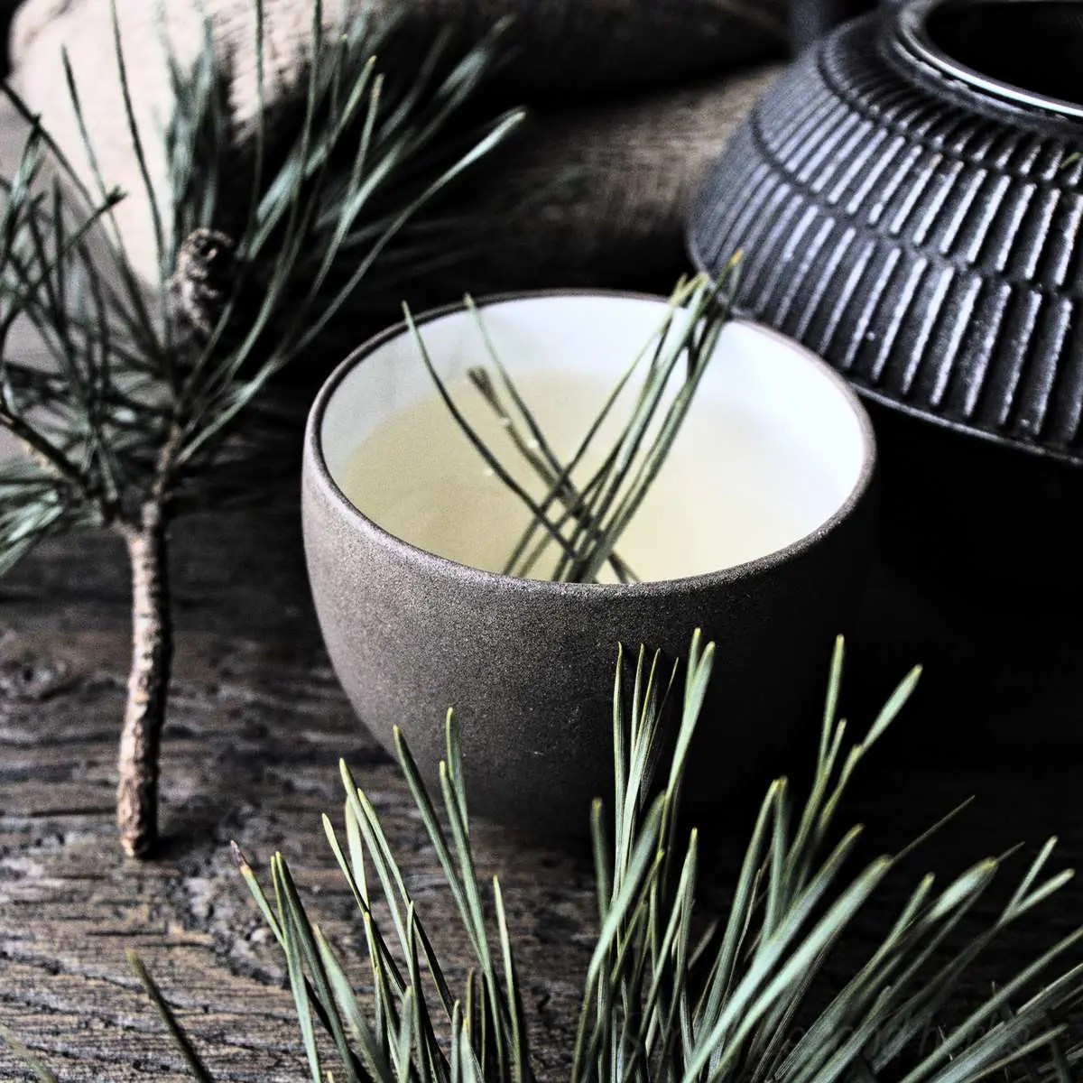 How to make Pine needle Tea and why is it good for you SimplyBeyondHerbs